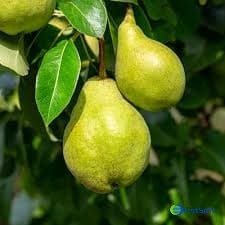 images/1689235309729PEAR PROCESSING MACHINE.jpeg